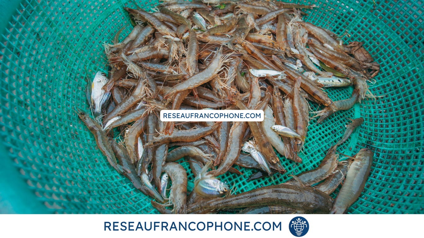 Crevettes du Vietnam et fruits de mer du Vietnam : l'excellence aquacole vietnamienne