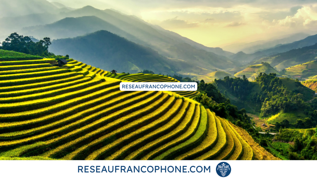 agroalimentaire au Vietnam avec du riz vietnamien en rizières